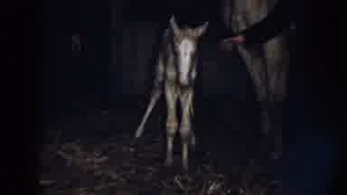 Nebraska (1958): A Newborn Horse Takes Its First Tentative Steps In A Barn