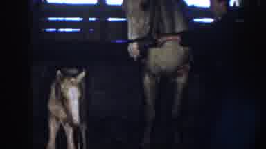 Nebraska (1958): Person In Barn Holding Halter Of Adult Horse Baby Horse Next To