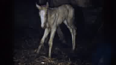 Nebraska (1958): A Young Baby Horse Standing With An Adult Horse Standing Next To