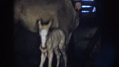 Nebraska (1958): Horse Pony Trapped Locked Down Farm Country Hungry Skinny Dark