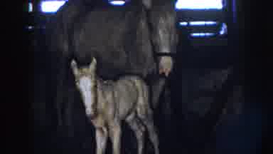 Nebraska (1958): View Of Tan Colt Standing Next To Mother Inside Wooden Stall