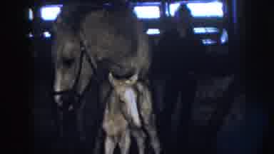 Nebraska (1958): View Of Tan Newborn Colt Trying To Stand Next To Mother