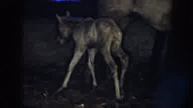 Nebraska (1958): View Of Brown Newborn Colt Trying To Stand Near Mother