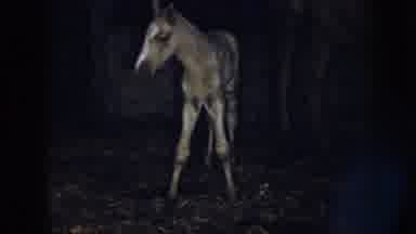 Nebraska (1958): Footage Of Baby Horse In Barn Horse Looks A Little Wobbly On Its