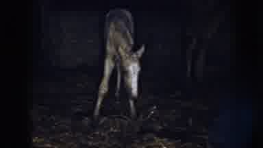 Nebraska (1958): A Baby Antelope Struggles To Maintain Balance At Night