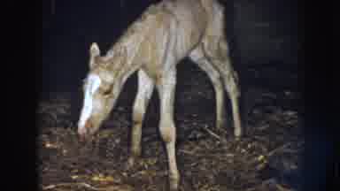 Nebraska (1958): Little Brown Foal Standing Up And Smelling The Hay Around Him