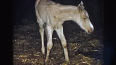 Nebraska (1958): Small Baby Horse Struggling To Walk Because It Is Newly Born