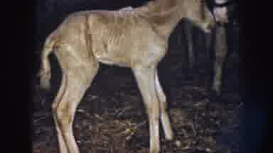 Nebraska (1958): Adult And Baby Horse In Barn Horses Touching Noses Baby Horse