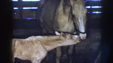 Nebraska (1958): Adult Mare Horse Standing In Barn Wearing Bridal Feeding Scrawny