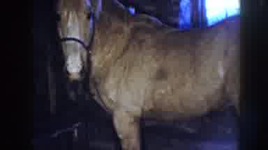 Nebraska (1958): Light Colored Horse In Barn Halter On Horse Light Through Barn