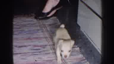 Nebraska (1958): A Beautiful Puppy Dog Wants Attention To Play With His Master