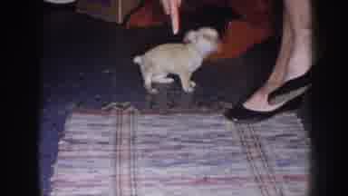 Nebraska (1958): Tiny Puppy Walking Down On The Ground In Between A Woman's Legs