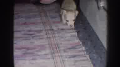 Nebraska (1958): A Beautiful Puppy Dog Goes Away To Try To Find Some Food To Eat