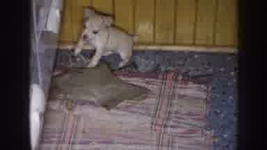 Nebraska (1958): Small Tan Puppy Runs Across Red And Tan Rug Near White Appliance