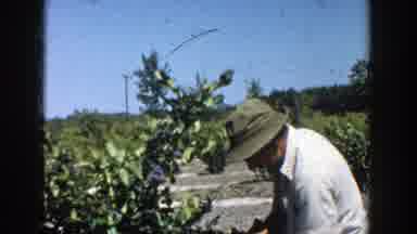 Michigan (1958): A Man In A Hat Checking His Plants In The Farm On A Sunny Day