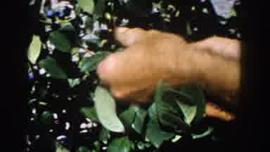 Michigan (1958): Human Hands Picking Blueberries In Grainy Old Film From The