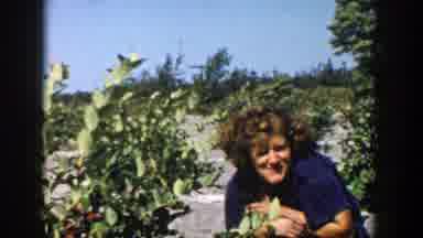 Michigan (1958): Bush Desert Curly Blue Sky Green Touching Leaves Car Background