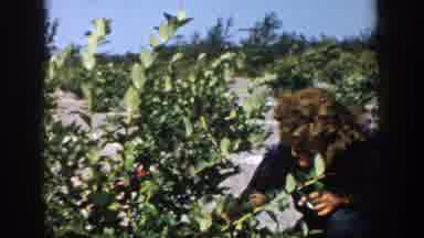 Michigan (1958): The Woman And Her Fun Of Taking Care Of Nature Thinking About The