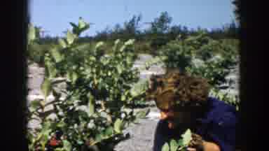 Michigan (1958): Archival Footage Of A Woman And Young Girl Happily Picking
