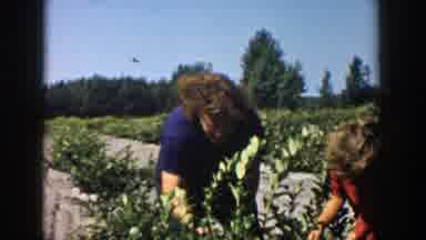 Michigan (1958): Every Family Member Has A Role To Play During The Harvest Season