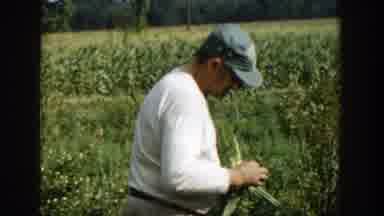 Michigan (1958): Farmers Checking On Corn Out In Their Countryside Fields