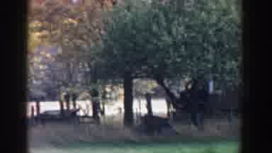 Michigan (1958): Various Trees During The Fall Season