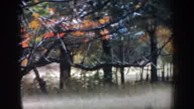 Michigan (1958): A Dog Wags Its Tail In A Backyard During Autumn