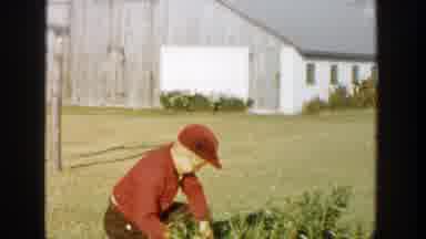 Michigan (1958): Boy Wearing Red Jacket Saws Branch Of Small Green Bush