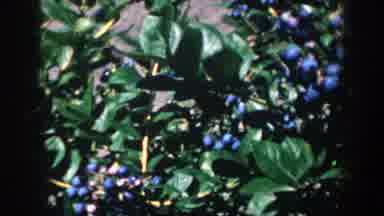 Michigan (1958): Recording The Magic Of Nature And Its Plant Of Blueberries