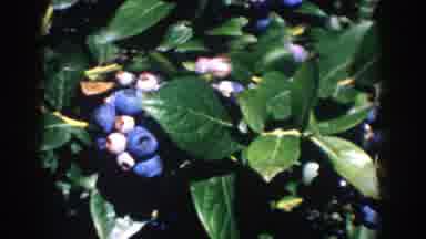 Michigan (1958): Flowers Growing In The Flower Buds Of A Plant Stem With Greenish