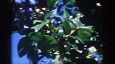 Michigan (1958): Two Friends Picking Fruits To Eat On A Sunny Afternoon