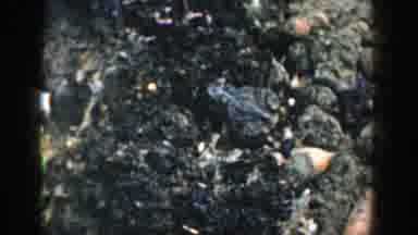 Michigan (1958): Frog Stones Earth Amphibian Animal Habitat Escape Day Agility