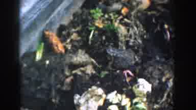 Michigan (1958): View Of Gray Toad In Garden On A Clear Day