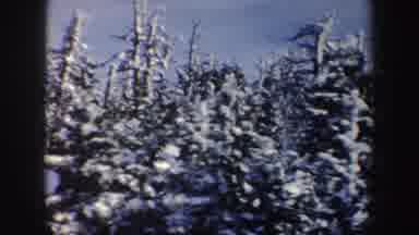 New York (1962): Snowy Nature With Trees Being The Main Focus Buildings Off In The