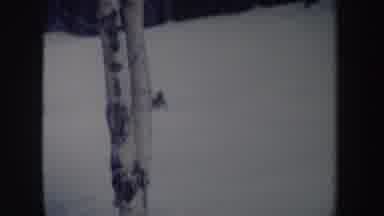 New York (1962): Lone Person Skiing Downhill And View Of Ski Slope And Green Trees