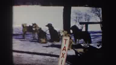 New York (1962): Group Of Five Brown And Black Dogs In The Snow At A Taxi Rank