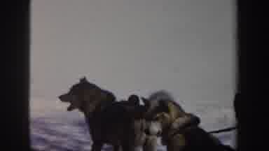 New York (1962): Sled Dogs Wait In The Snow Followed By Sled Dogs Pulling A Sled