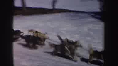 New York (1962): A Guy Being Tarred By A Dog Sledding Over The Snow At A Forest