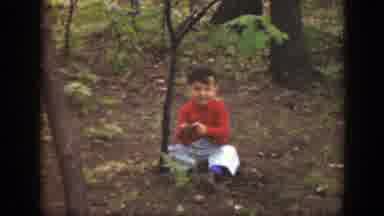 Massachusetts (1949): Boy Wearing Red Shirt Sits Near Small Green Sapling Tree On