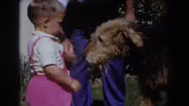 Glendale California (1962): Little Child With His Father Feeding A Dog In The