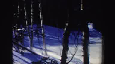New Hampshire (1962): View Through Trees Of Person Skiing Down Slope Through Sunny