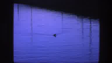 Copenhagen Denmark (1975): Lonely Duck Swimming Alongside A Giant Cobblestone