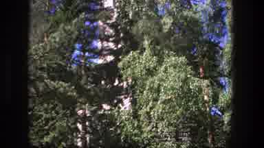 Denmark (1975): An Ancient Monument Covered By Tall Stretching Trees