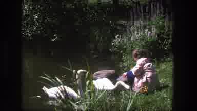 Denmark (1975): Little Lady Feeding Swans Next To A Beautiful Secluded Pond