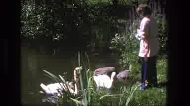 Denmark (1975): Woman Feeding Geese And Goslings In A Pond In The Summer