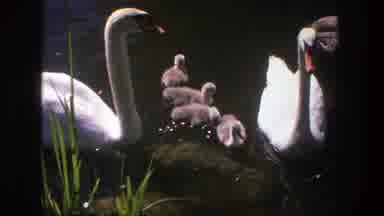 Denmark (1975): Two Swans In Pond With Four Chicks Swimming And Drinking Water