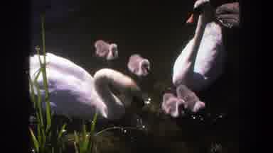 Denmark (1975): Ducks Playing In Swampy Waters As They Are Viewed From The Skies