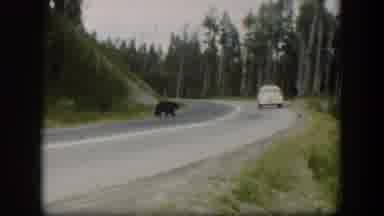 Wyoming (1951): Film Taken On Road Side As Bear Crosses Road Bear Crosses After