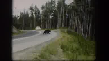 Wyoming (1951): Single Black Bear Crossing Road Going Through The Frost As A Car