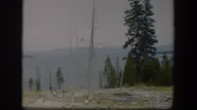 Wyoming (1951): A Landscape Of Dried Trees And Some Pines With Some Distant